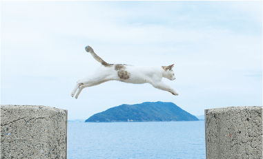 堤防の切れ間をジャンプする猫を捉えた写真家の作品が、佐柳島を一躍有名にした。それを真似て撮影する人も多い