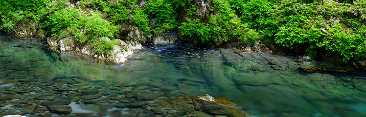 グリーン/トランジション・ファイナンス