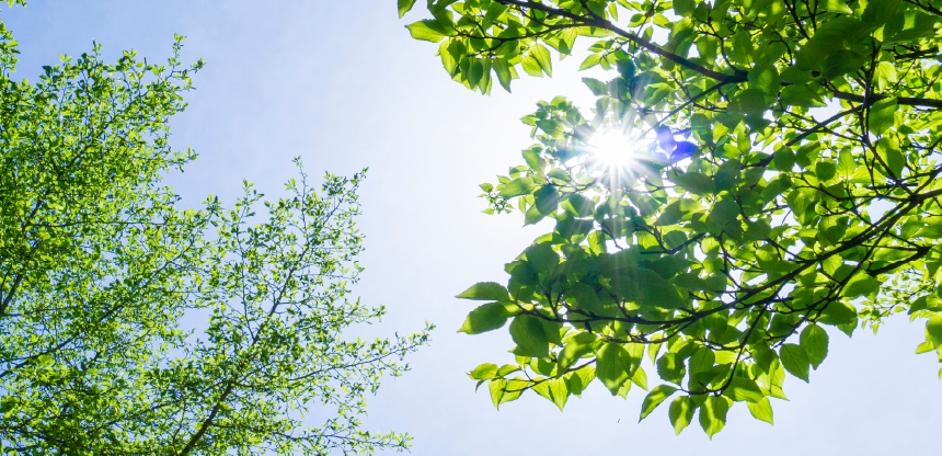 木漏れ日のイメージ写真