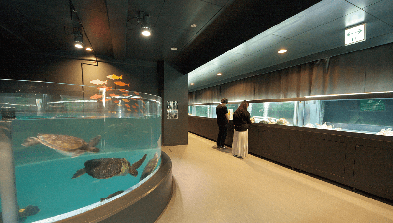 地元の魚介類が展示された館内。4つある円柱形水槽のひとつではウミガメがダイナミックに泳ぐ