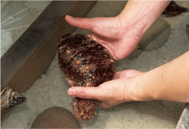 「タッチコーナー」ではナマコやヒトデなどを飼育