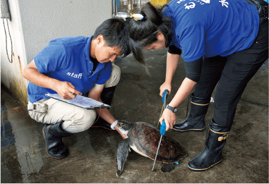 漁港にあがったアオウミガメの状態を細かくチェックする水族館スタッフ