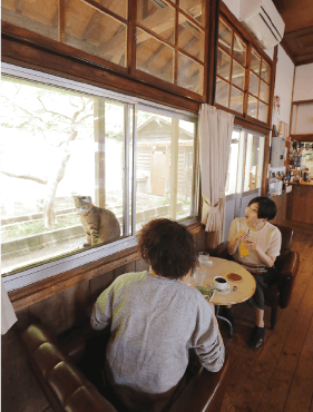 「喫茶ネコノシマ」でくつろぐ観光客のもとに、窓越しに猫がご挨拶