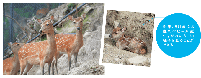 急斜面に棲んでいる新鹿園の鹿たち。こちらの鹿たちは野生に近い