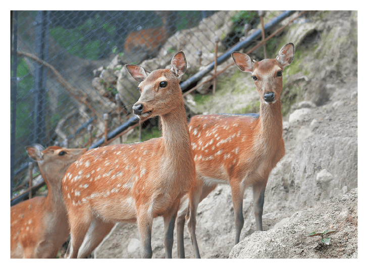 急斜面に棲んでいる新鹿園の鹿たち。こちらの鹿たちは野生に近い