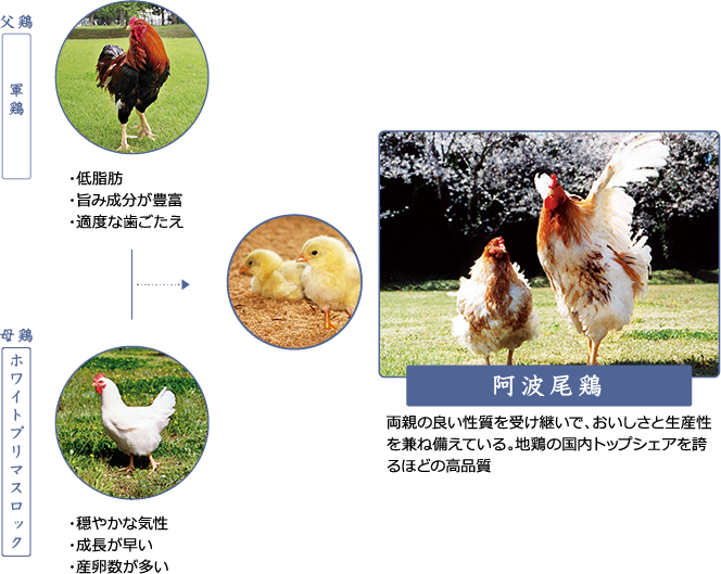 阿波尾鶏交配図