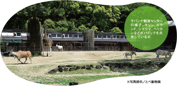 癒しと学びに満ちた魅力あふれる 動物園 年10月号 バックナンバー 四国電力広報誌 ライト ライフ