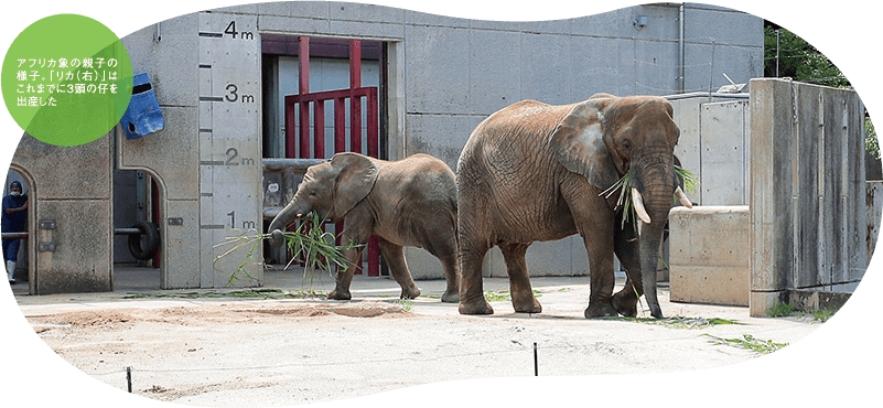 癒しと学びに満ちた魅力あふれる 動物園 年10月号 バックナンバー 四国電力広報誌 ライト ライフ