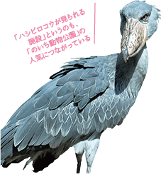 「ハシビロコウが見られる施設」というのも、「のいち動物公園」の人気につながっている