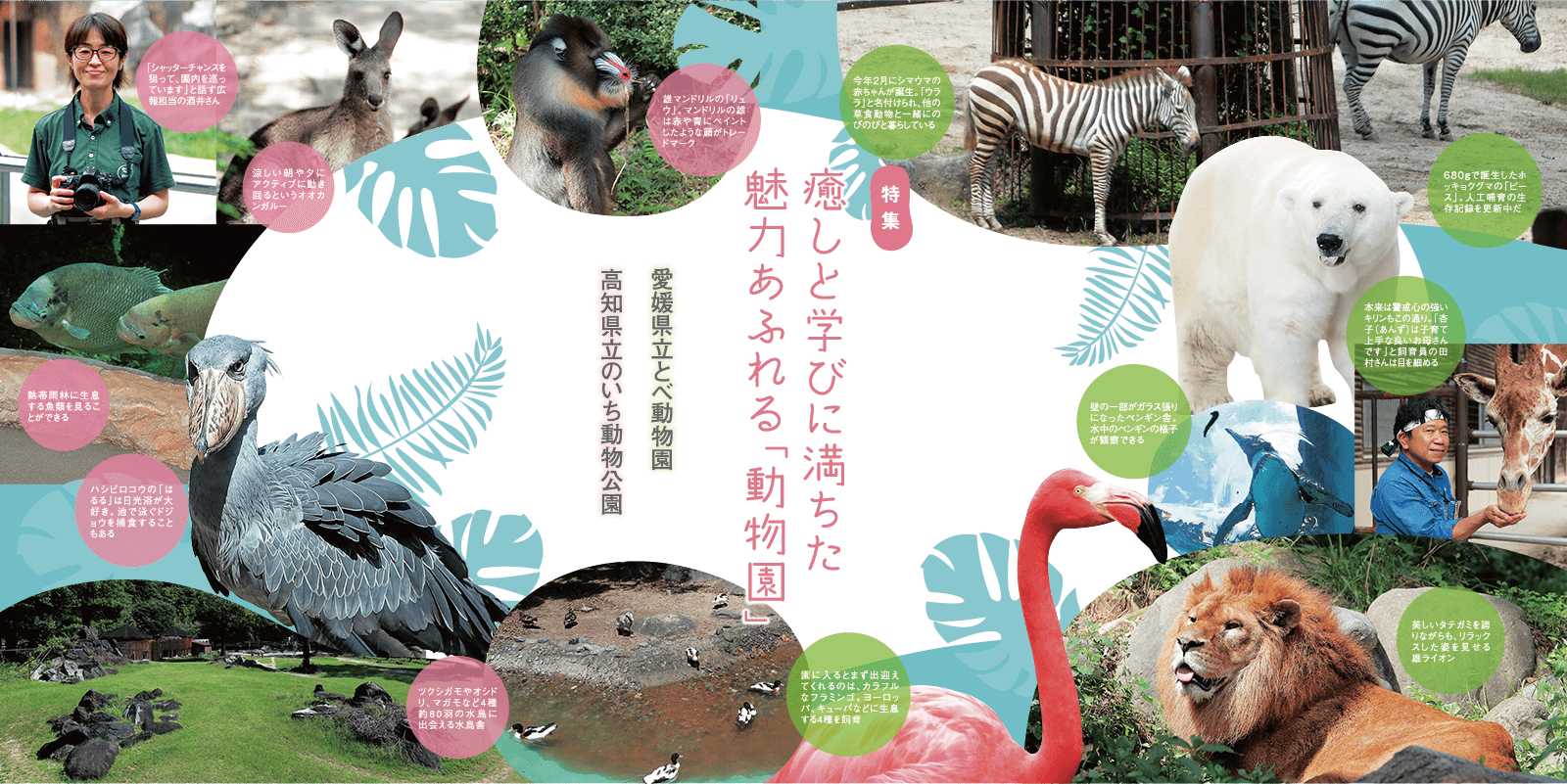 特集　癒しと学びに満ちた魅力あふれる「動物園」