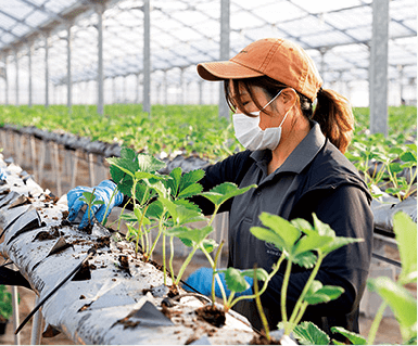 夏の間ポットで育てた苗を本圃（ほんぽ＝畑）に植え付ける定植作業