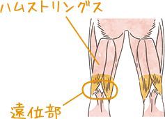 伸びる筋肉