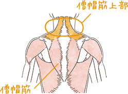 伸びる筋肉