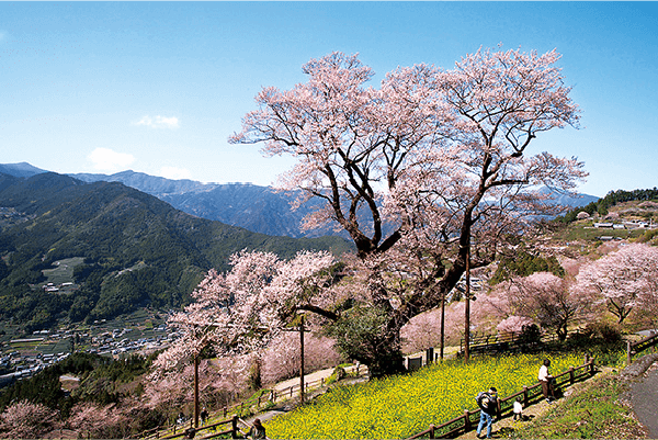 平成10年に始まったライトアップも人気だったが、数年前から桜の木を守るために取りやめ。表紙の情景を見ることはできない