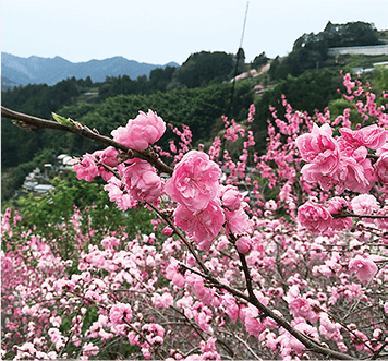 花の里公園