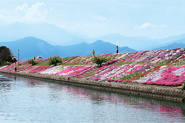 植栽されたシバザクラの背後には、西条市のシンボルでもある石鎚山を遠望できる