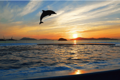 夕日をバックにジャンプする海豚