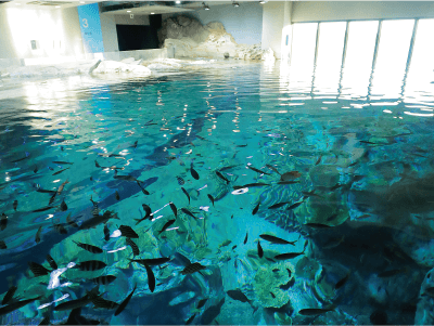 竜串湾大水槽の様子、魚が大量に泳いでいる