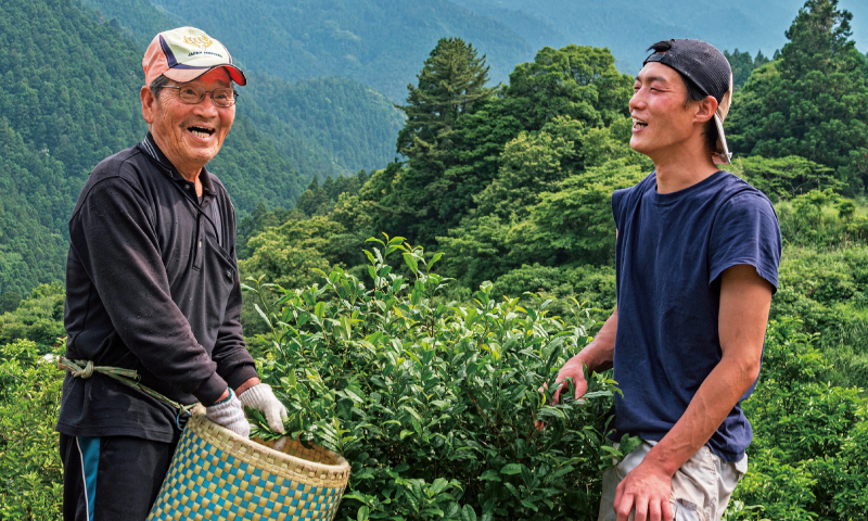 上勝阿波晩茶