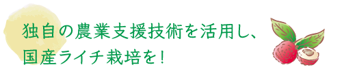 独自の農業支援技術を活用し、国産ライチ栽培を！