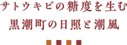 サトウキビの糖度を生む黒潮町の日照と潮風