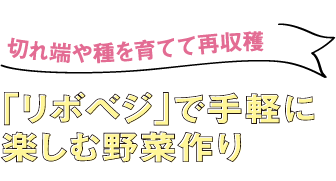 切れ端や種を育てて再収穫「リボベジ」で手軽に楽しむ野菜作り