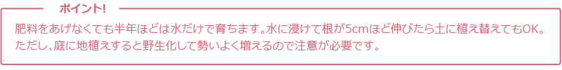 肥料をあげなくても半年ほどは水だけで育ちます。
水に浸けて根が5cmほど伸びたら土に植え替えてもOK。
ただし、庭に地植えすると野生化して勢いよく増えるので
注意が必要です。