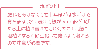 肥料をあげなくても半年ほどは水だけで育ちます。
水に浸けて根が5cmほど伸びたら土に植え替えてもOK。
ただし、庭に地植えすると野生化して勢いよく増えるので
注意が必要です。