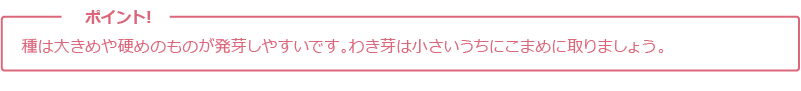 種は大きめや硬めのものが発芽しやすいです。わき芽は小さいうちにこまめに取りましょう。