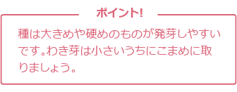 種は大きめや硬めのものが発芽しやすいです。わき芽は小さいうちにこまめに取りましょう。