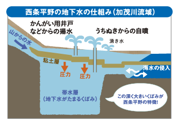 西条平野の地下水の仕組み（加茂川流域）、かんがい用井戸などからの揚水、うちぬきからの自噴湧き水、山からの水、粘土層、圧力、圧力、帯水層（地下水がたまるくぼみ）、海水の侵入、この深く大きいくぼみが西条平野の特徴！