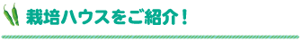 栽培ハウスをご紹介！