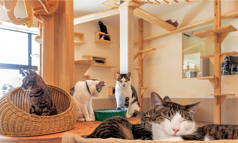 あわねこ保育園