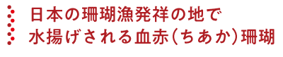 日本の珊瑚漁発祥の地で水揚げされる血赤(ちあか)珊瑚