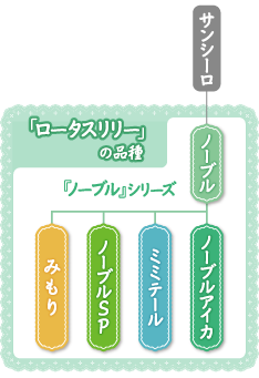 『ロータスリリー』の品種
『ノーブル』シリーズ
サンシーロ
ノーブル
ノーブルアイカ 
ミミテール 
ノーブルSP 
みもり