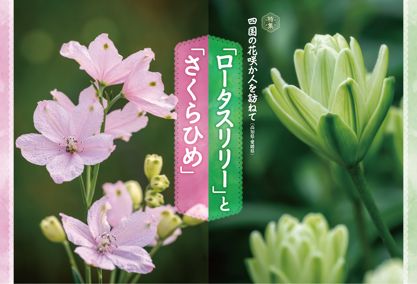 四国の花咲か人を訪ねて（高知県・愛媛県） 「ロータスリリー」と「さくらひめ」