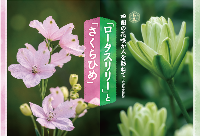 四国の花咲か人を訪ねて（高知県・愛媛県） 「ロータスリリー」と「さくらひめ」