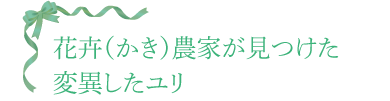 花卉（かき）農家が見つけた変異したユリ