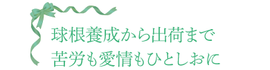 球根養成から出荷まで 苦労も愛情もひとしおに