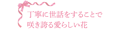 丁寧に世話をすることで咲き誇る愛らしい花
