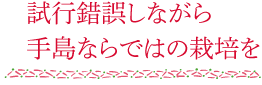 試行錯誤しながら手島ならではの栽培を