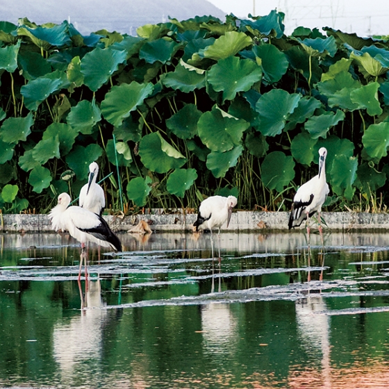 コウノトリが運ぶ幸せの循環 とくしまコウノトリ基金