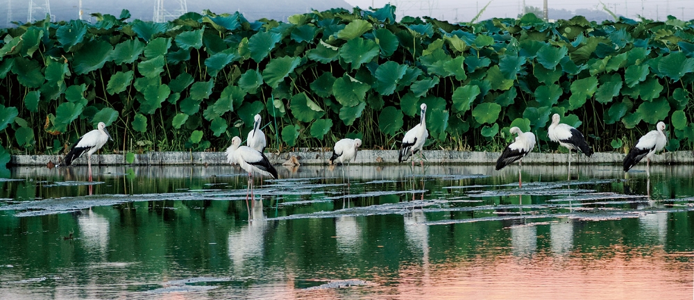 れんこん畑はコウノトリの餌場であり、若い個体の出会いの場にもなっている