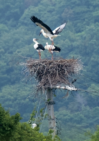 巣に舞い降りた3羽の雛。四国電力送配電の協力で送電線を撤去した電柱に親鳥が毎年営巣する
