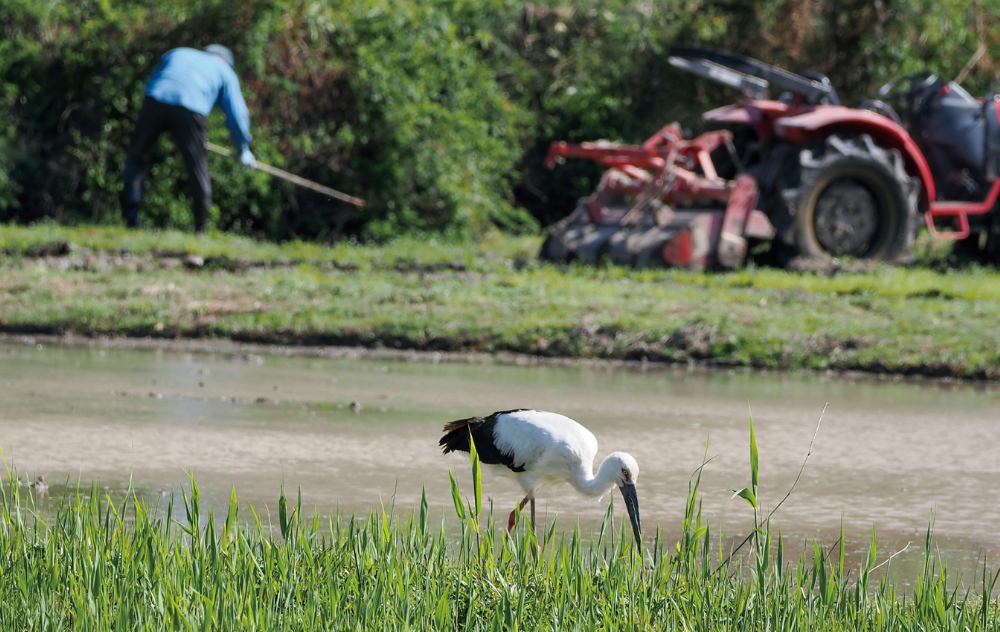 畑を整備していると、コウノトリが餌である水生動物を探しに来ることも珍しくない。地道な作業によって生態系が維持されている