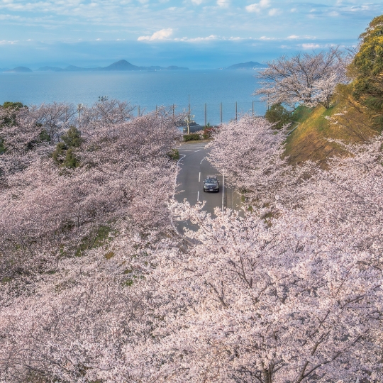 さぬき名物 「アスパラガス」を愛する人たちを訪ねて