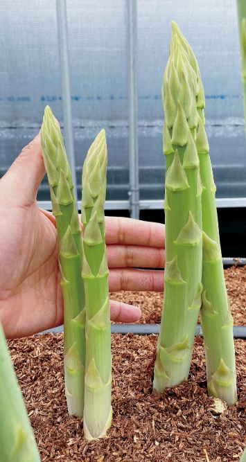 成人男性の手と比べれば、「さぬきのめざめ」の太さは一目瞭然。グングンと伸びて長いものは40cmほどに