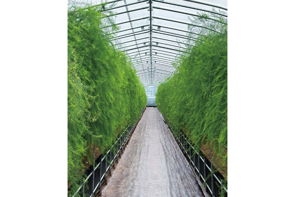 夏頃のハウス内部。「さぬきのめざめ」は、高さ50〜60cmにした2列の高畝（たかうね）と、広く通路をとった「枠板式高畝栽培」というこの品種のために香川県が開発した方法で栽培する。アスパラガスの親茎の茎葉が成長し、まるで森のよう。光合成を活発に行うことで、同化養分が貯蔵根に蓄えられる