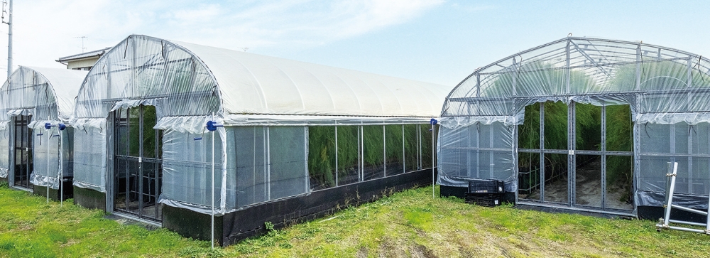 本来、アスパラガスは露地栽培が可能だが、気候や天候の影響を最小限に抑えるためにハウス栽培が一般化している。品質が安定し、収穫期間が長くなるというメリットも生まれる。「16Farm」のアスパラガス用ビニールハウスは、現在5棟にまで増えている