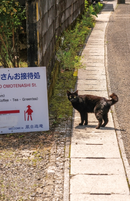 風自遊庵の近所には、地域猫がのんびりと歩いている